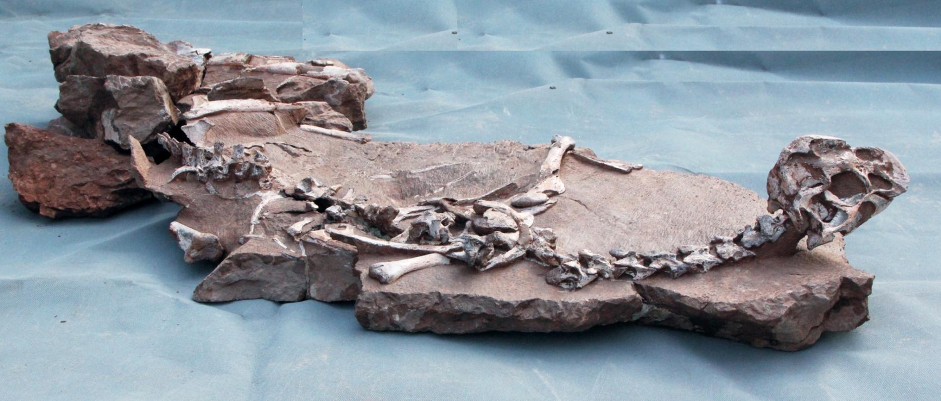 Oviraptorosauria fossiel
