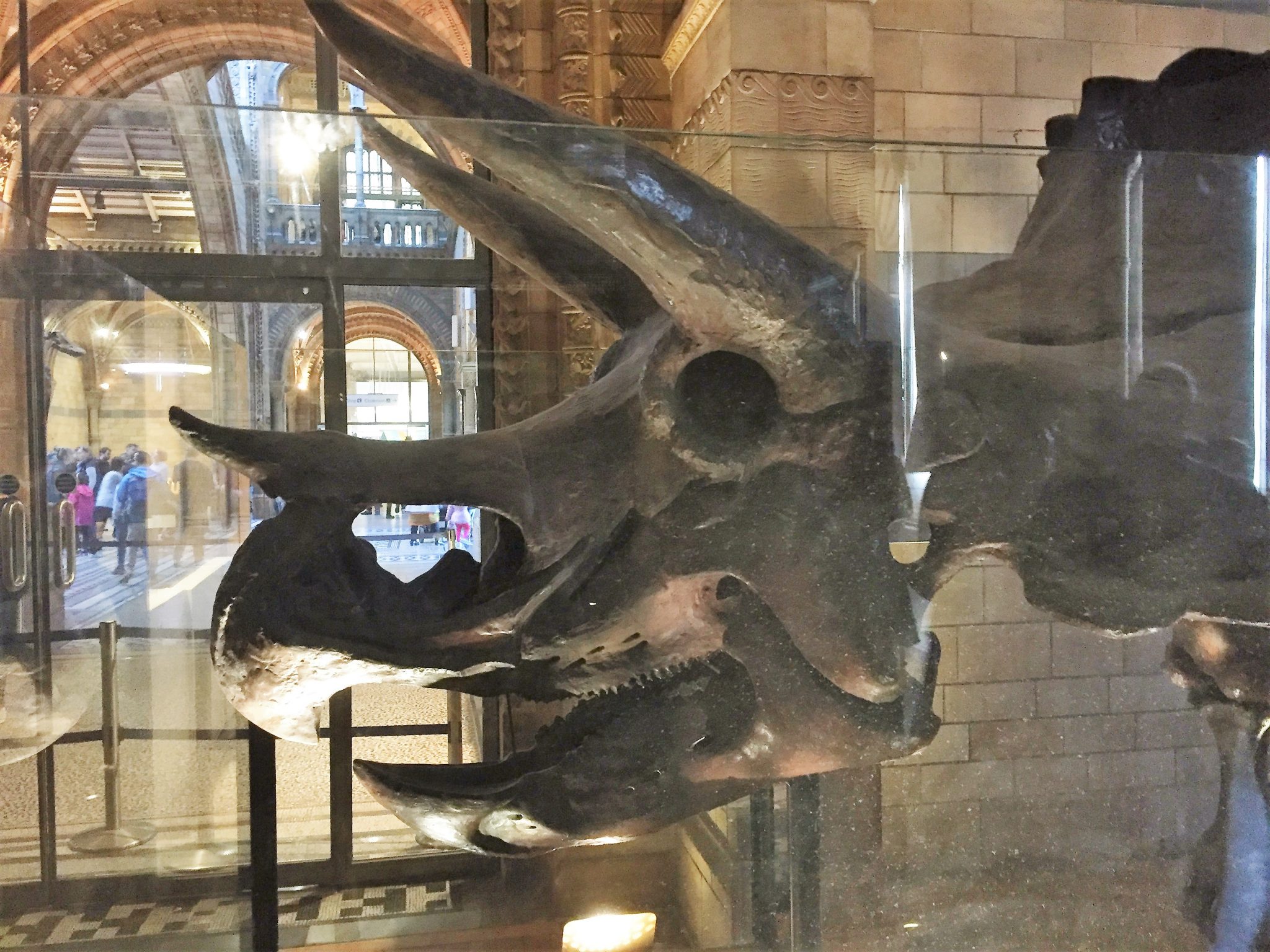 zacht weefsel Fossiele schedel Triceratops