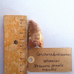 Ongebroken Carcharodontosaurus fossiele tand
